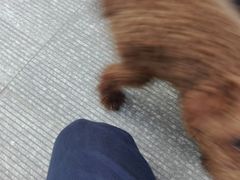 -康成宠物医院24H·CT·核磁共振