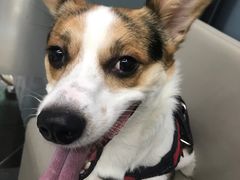 -爱侣宠医·鹦鹉专科·小型哺乳类·异宠专科(灵石路店)