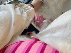 -怪兽屋·羊驼·猫咖·狗咖(俊华广场店)