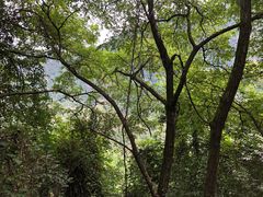 -秦岭终南山世界地质公园翠华山景区