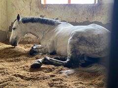 -北京群众马术培训基地