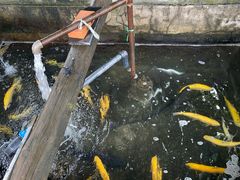 -北京龙庆四季香农家饭庄·灶台鱼·碳烤虹鳟鱼(龙庆峡店)
