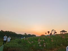 -大塘金香草谷