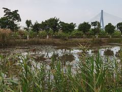 -芒洲湿地公园
