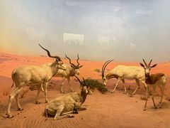 -美国自然历史博物馆