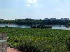 -大兴滨河森林公园