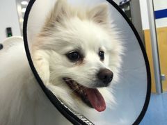 -美联众合动物医院(·中兽医·疑难杂症·严家桥分院)