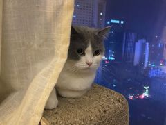 -Catmate·猫肥家润(金润铂宫店)