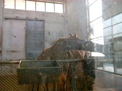 android_upload_pic-石家庄市动物园