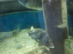 -小科自助海鲜烧肉(高区店)