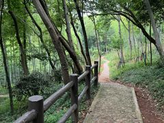 -上海佘山国家森林公园天马山园