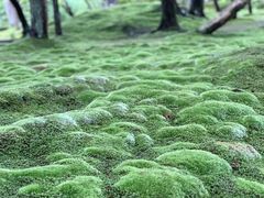 -西芳寺(苔寺)