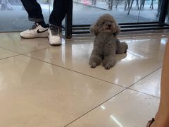 -艾贝尔宠物医院 ·中兽医·宠保定点(北门桥店)