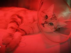 -萌兽医馆·犬猫专科·眼科中心·宠物医院(朝阳门分院)