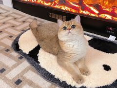 -东方名猫馆·英短金渐层布偶猫舍(环线广场1号楼店)