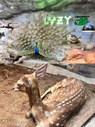 -Zoolung Zoolung动物主题公园(海信广场店)