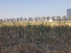 -光明小镇欢乐田园