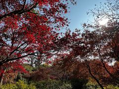 -苏州上方山国家森林公园
