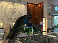 -西双版纳融创皇冠假日度假酒店
