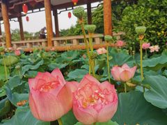 -广州莲花山旅游区