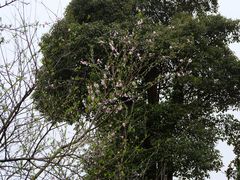 -张家港凤凰山景区河阳山歌馆