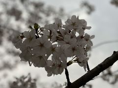 -苏州上方山国家森林公园
