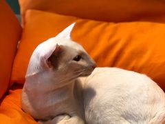 -飞行喵MR PILOT|猫舍·猫咖(静安大融城店)