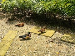 -吉隆坡雀鸟公园