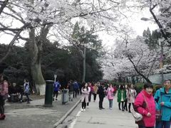 -武汉大学-樱园