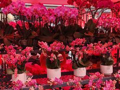 -越秀西湖花市(广州城市广场花卉店)