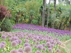 -昆明植物园