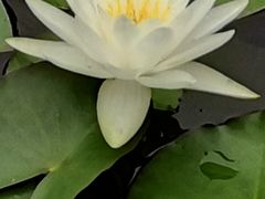 -武清南湖绿博园