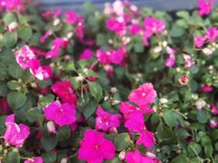 -广东花都湖国家湿地公园