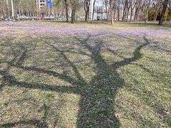 -大望京公园