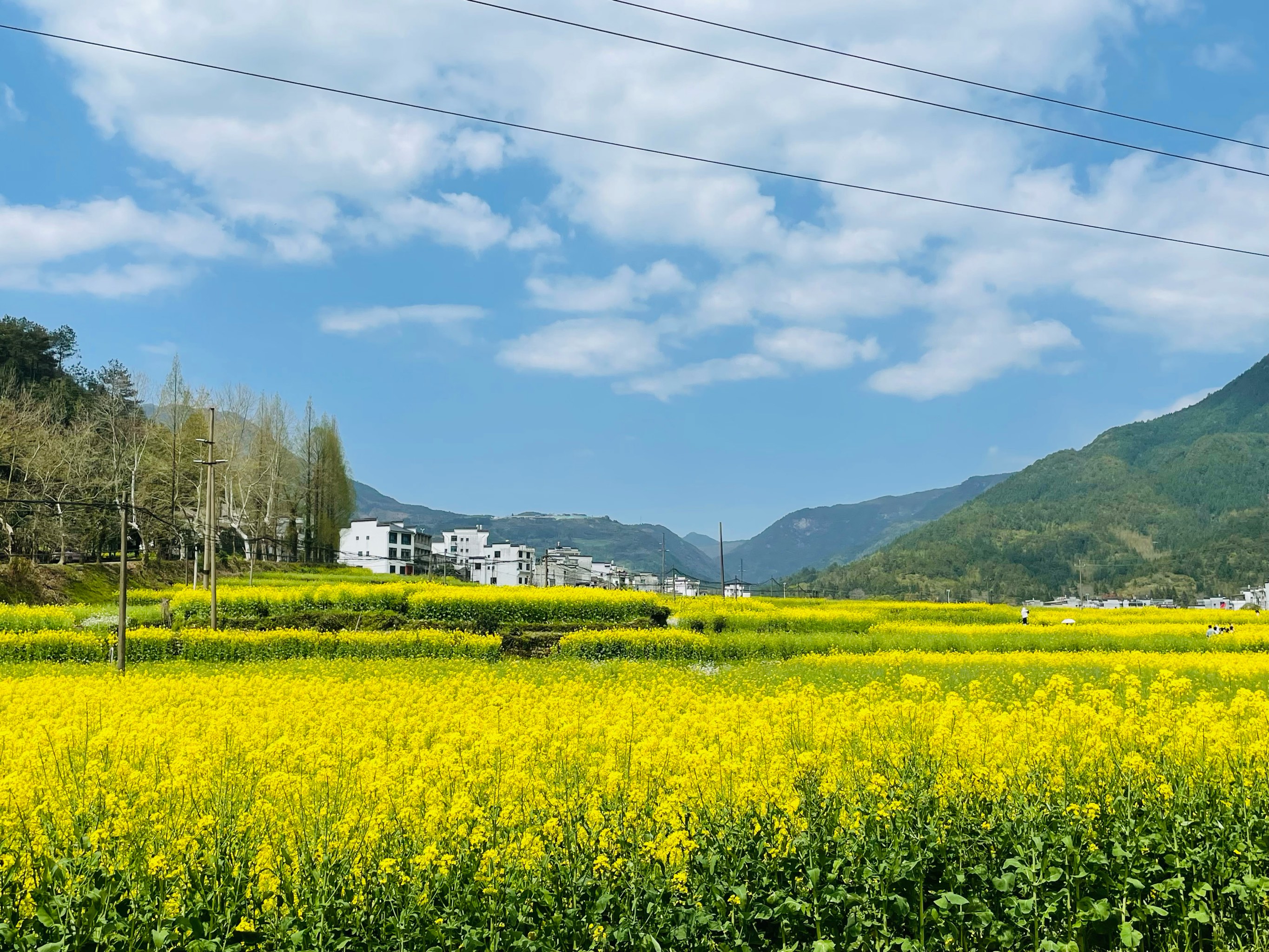 上饶婺源油菜花图片