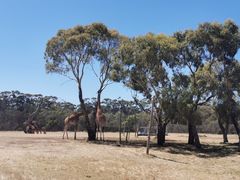 -威勒比开放式动物园