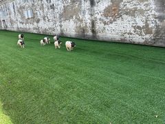 -呀路古热带植物园