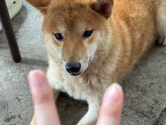 -柴犬高等学院·狗咖·柴犬售卖·宠物训练