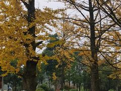 -铁山坪森林公园