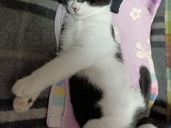 -美联众合动物医院·24h京西诊疗中心
