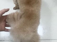 -全心全意连锁动物医院·微创中心·内科急重症·心脏专科(丰管路店)