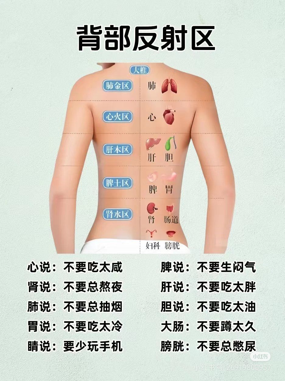 背部反射区