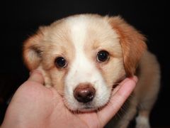 -严国平动物医院(德政总院)