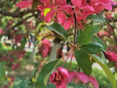 -海棠花溪(元大都城垣遗址公园)