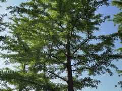 -春花秋色城市公园