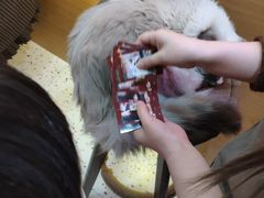 -滚猫咖啡·猫咖·猫友好撸猫(未来城店)