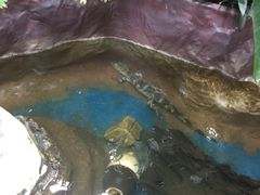 -上海大自然野生昆虫馆(东方明珠·爬宠昆虫探索中心)