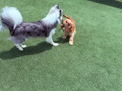 -爪吧宠物乐园 (温榆河示范区店)