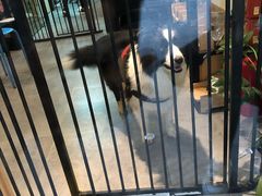 -小尾巴宠物店(万科·金域华庭店)