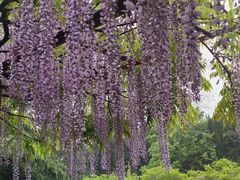 -嘉定紫藤园